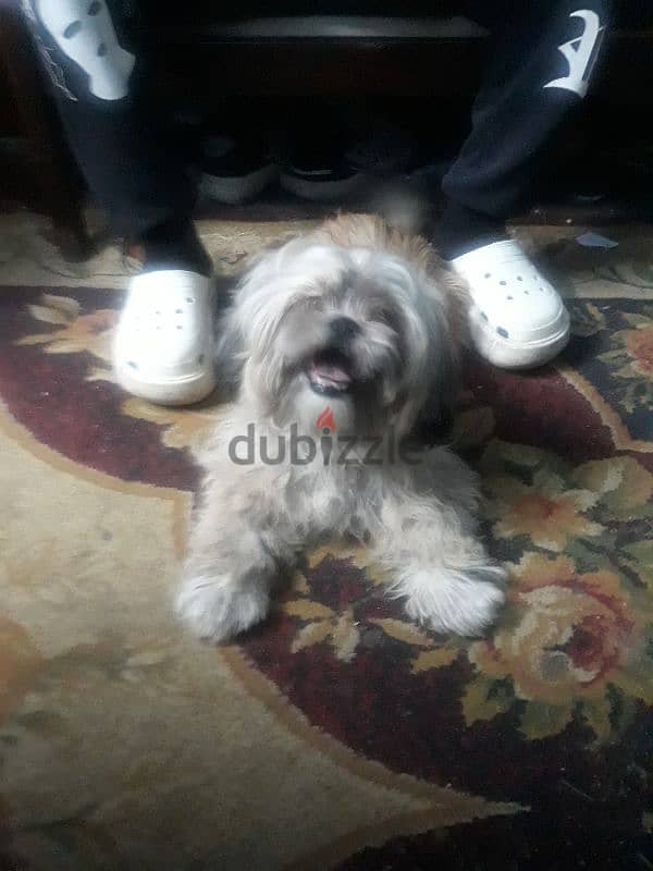 اجمل بنوته شيتزو جاهزه للزواج  Shih Tzu Pure 2