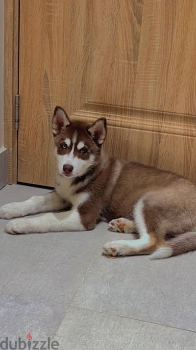 husky for sale هاسكي