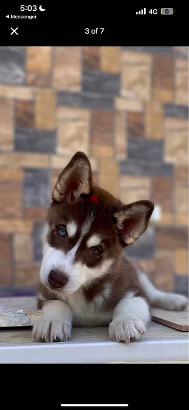 husky for sale هاسكي 1