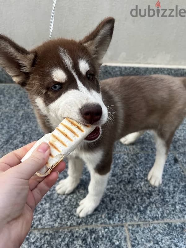 husky for sale هاسكي 2