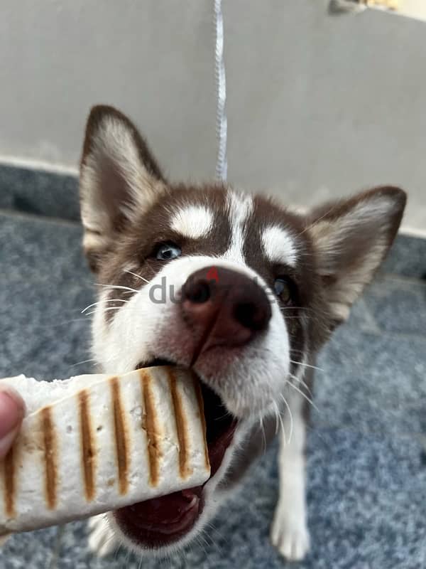 husky for sale هاسكي 3