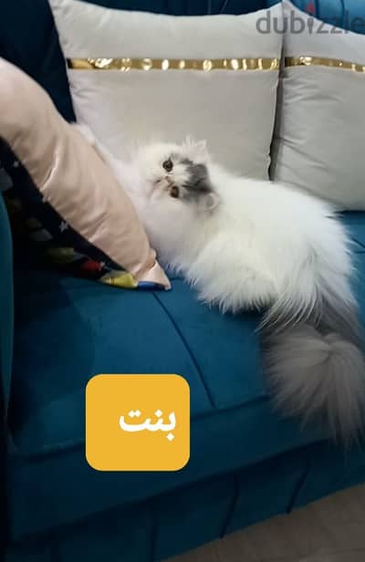 بنت فان بلو