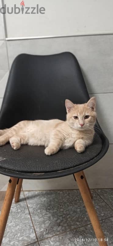 imported munchkin kittens from best breeders in Russia 1