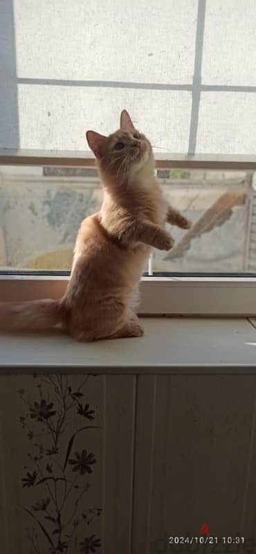 imported munchkin kittens from best breeders in Russia 2