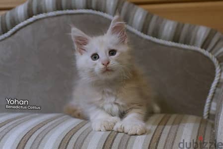 imported maine coon kittens from best breeders in Russia