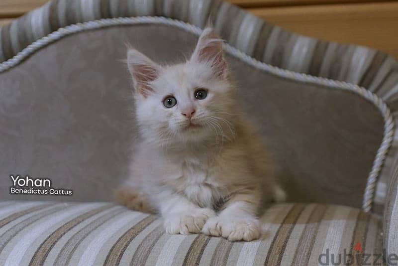 imported maine coon kittens from best breeders in Russia 0