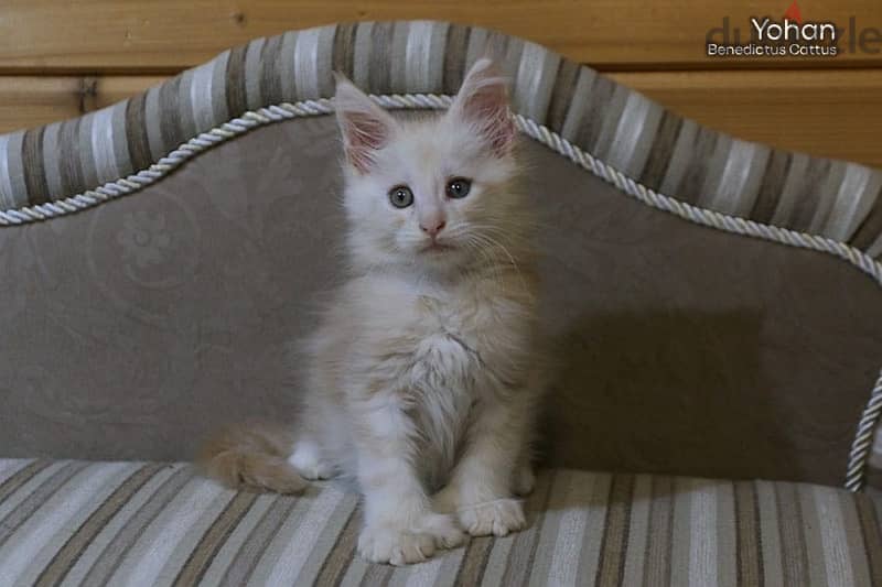 imported maine coon kittens from best breeders in Russia 1