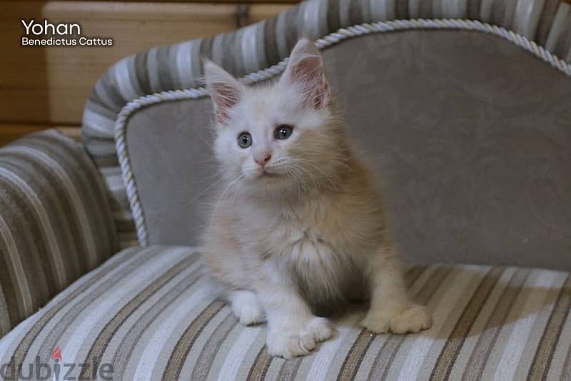 imported maine coon kittens from best breeders in Russia 2