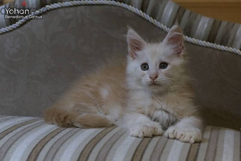 imported maine coon kittens from best breeders in Russia 3