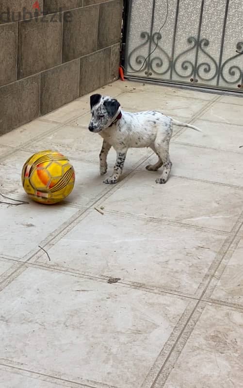 Mixed Breed dog (Dalmatian & German pointer) 0