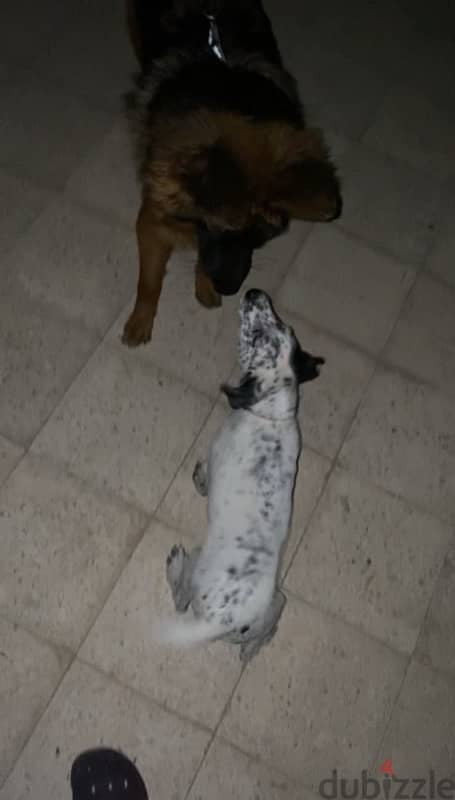 Mixed Breed dog (Dalmatian & German pointer) 2