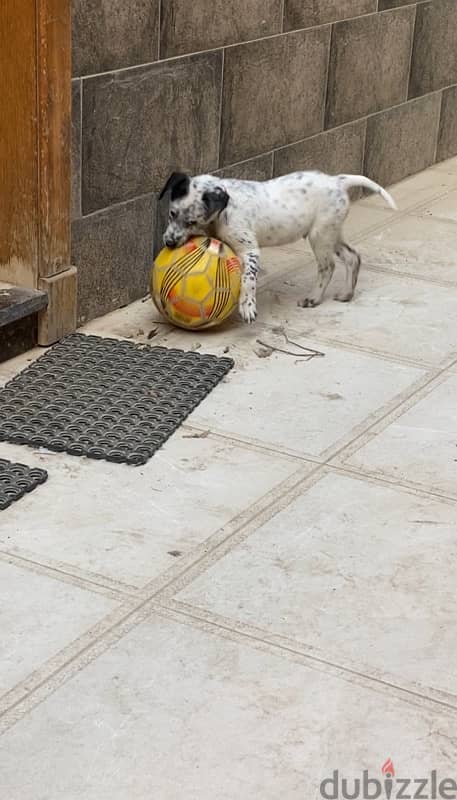 Mixed Breed dog (Dalmatian & German pointer) 3