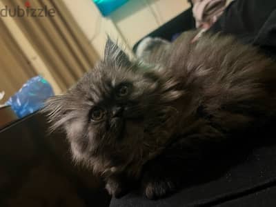 british/persian 2 months old male