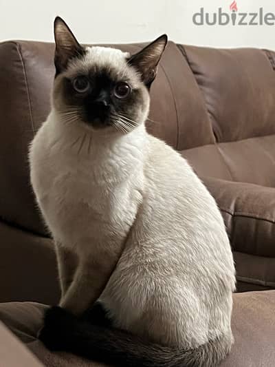 Siamese cat female 4 months