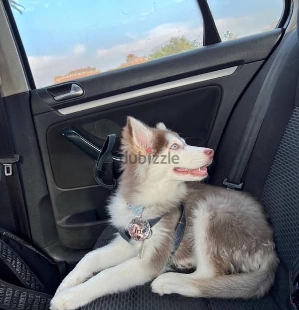 2-Year-Old Female Husky Looking for a Loving Home 1