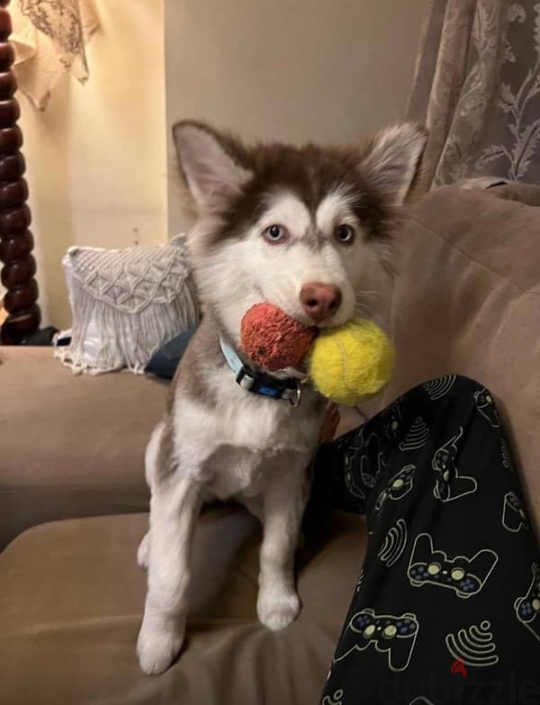 2-Year-Old Female Husky Looking for a Loving Home 2