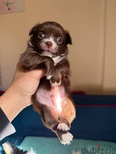 Chihuahua puppies male and female شيواوا