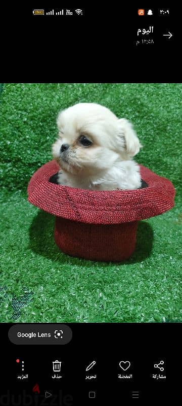 Shih Tzu Pekino Havanese Puppies, Pocket Sizes