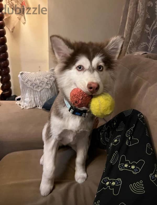 2-Year-Old Female Husky Looking for a Loving Home 2