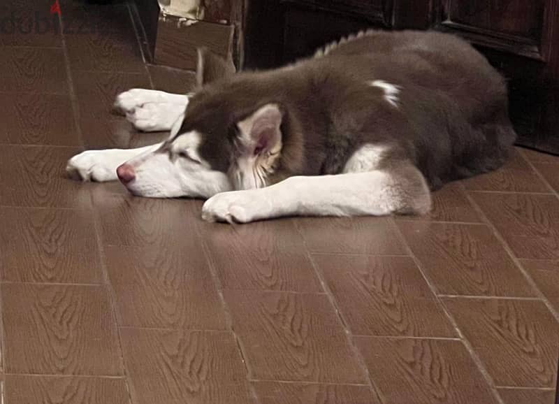 2-Year-Old Female Husky Looking for a Loving Home 3