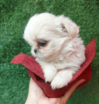 Shih Tzu Pekino Havanese Puppies, Pocket Sizes