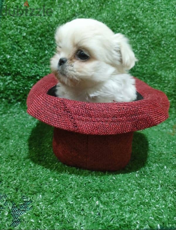 Shih Tzu Pekino Havanese Puppies, Pocket Sizes 1