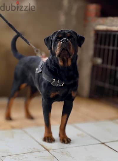 دكر روت للزواج /Rottweiler for mating