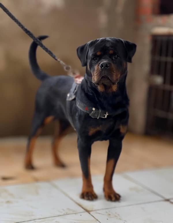 دكر روت للزواج /Rottweiler for mating 1