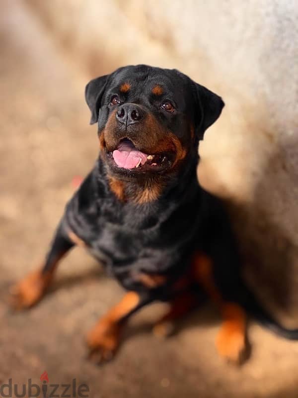 دكر روت للزواج /Rottweiler for mating 2