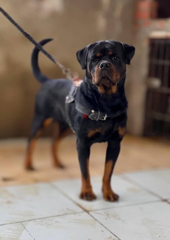 دكر روت للزواج /Rottweiler for mating 3