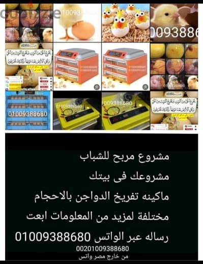 تفريخ الدواجن  01009388680