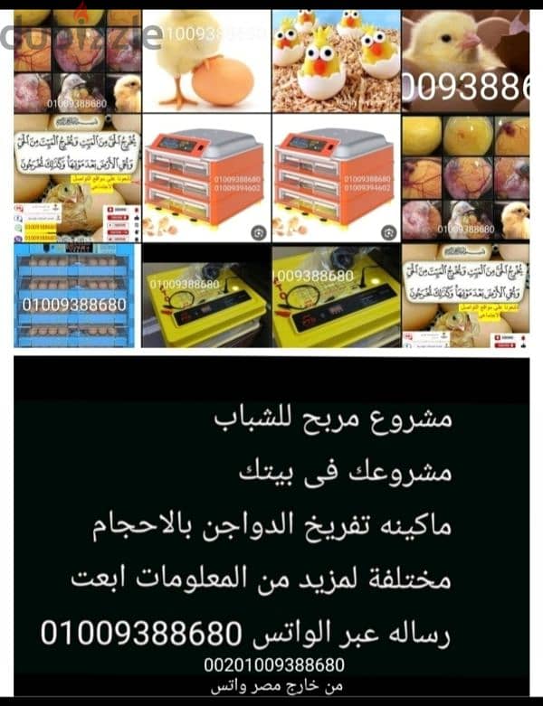 تفريخ الدواجن  01009388680 0