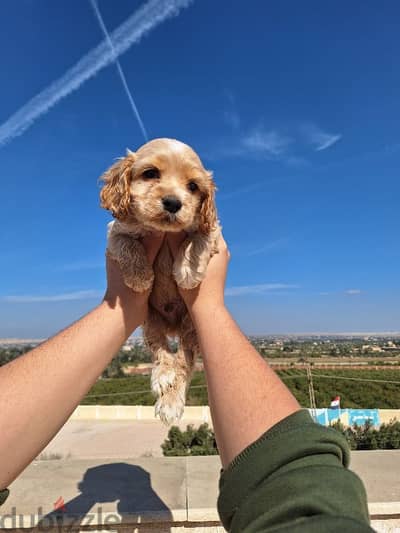 اميريكان كوكر سبانيل american cocker spaniel