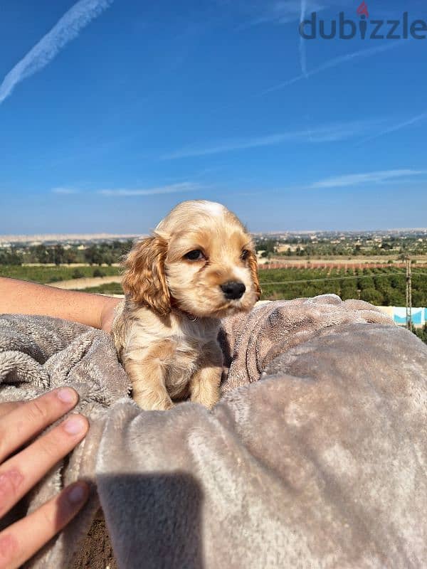 اميريكان كوكر سبانيل american cocker spaniel 1