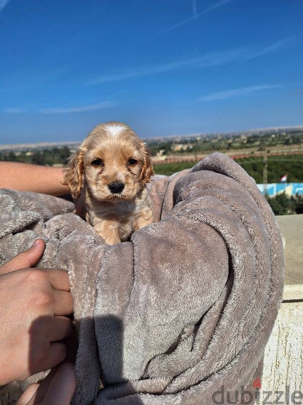 اميريكان كوكر سبانيل american cocker spaniel 2