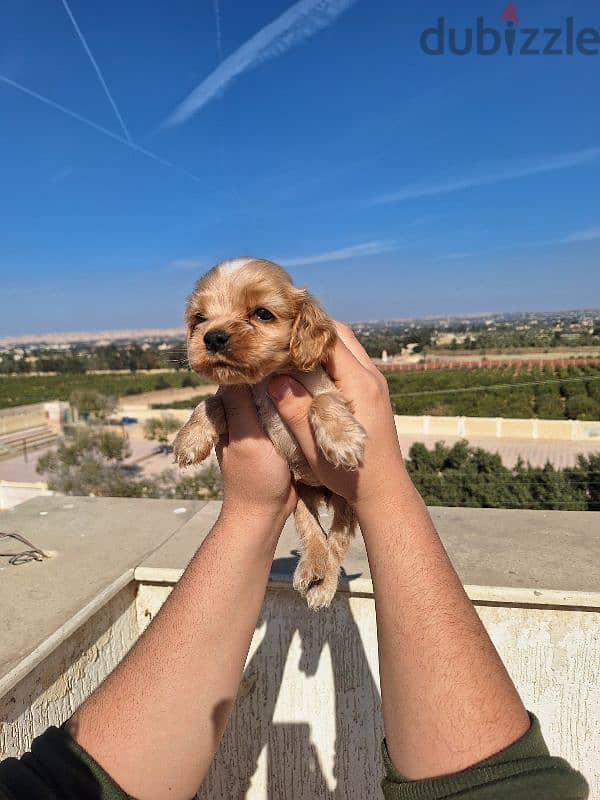 اميريكان كوكر سبانيل american cocker spaniel 3