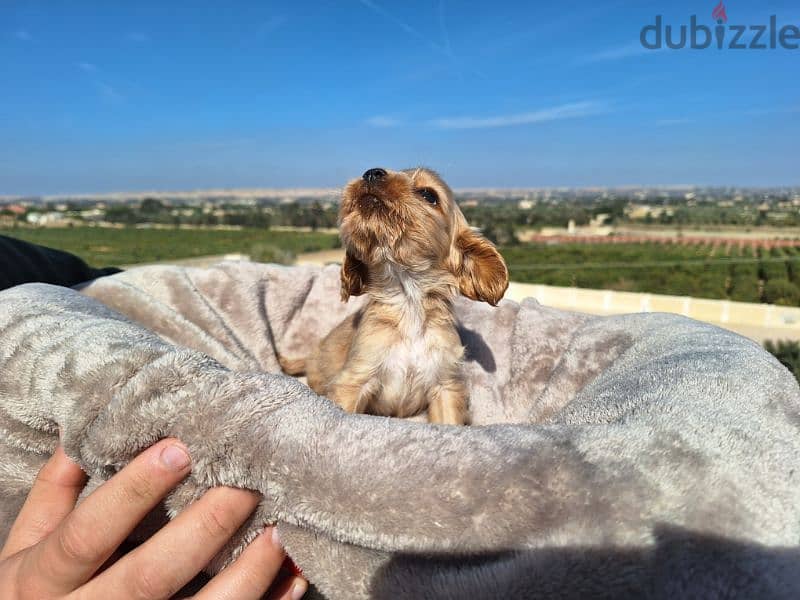 اميريكان كوكر سبانيل american cocker spaniel 4