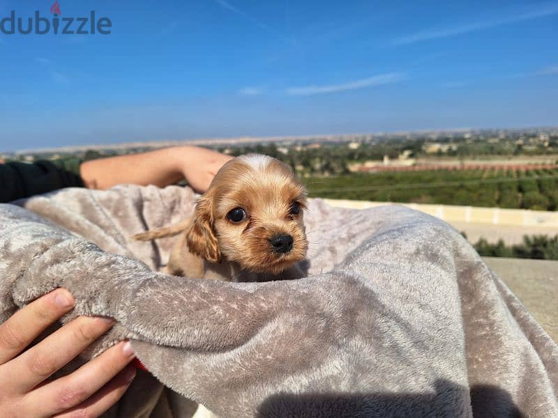 اميريكان كوكر سبانيل american cocker spaniel 5