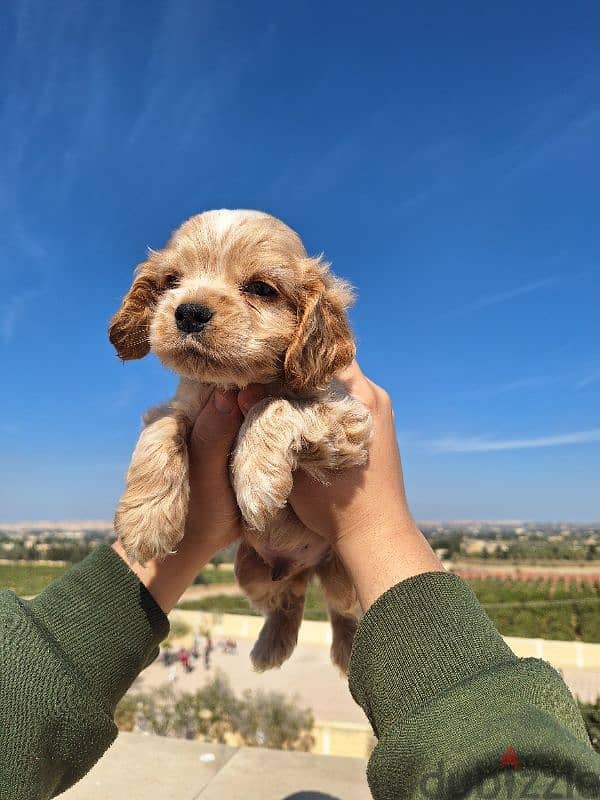 اميريكان كوكر سبانيل american cocker spaniel 6