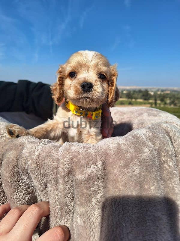 اميريكان كوكر سبانيل american cocker spaniel 7