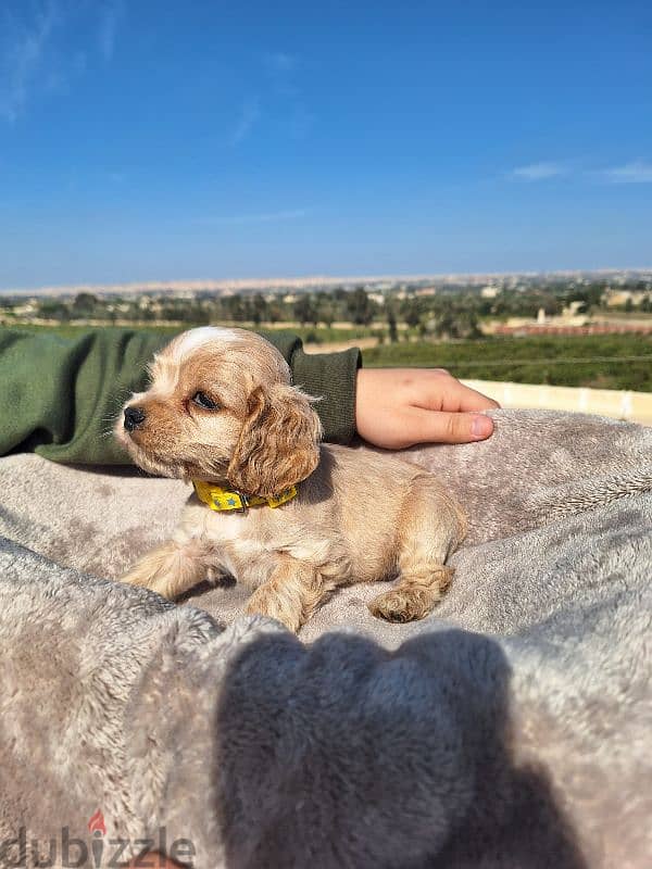 اميريكان كوكر سبانيل american cocker spaniel 8