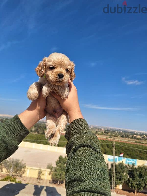 اميريكان كوكر سبانيل american cocker spaniel 9