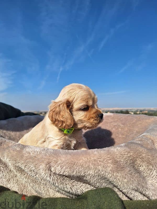 اميريكان كوكر سبانيل american cocker spaniel 10