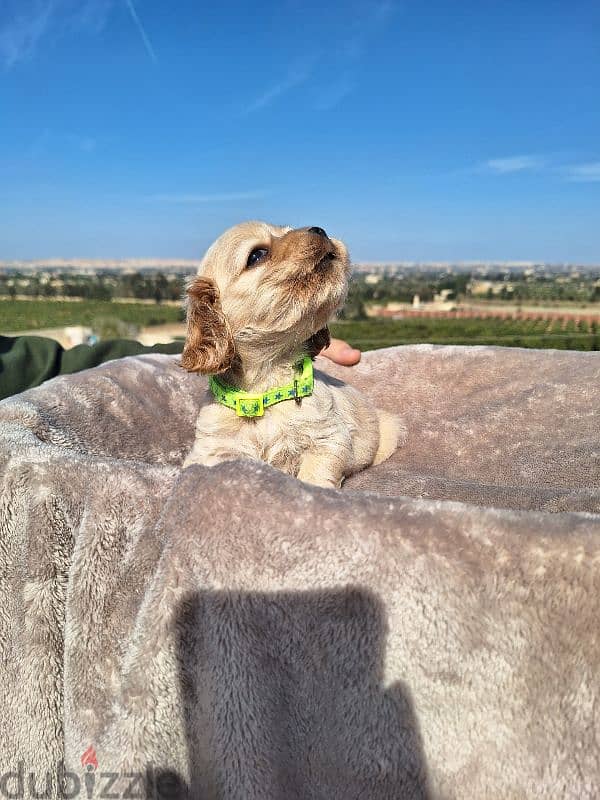 اميريكان كوكر سبانيل american cocker spaniel 11