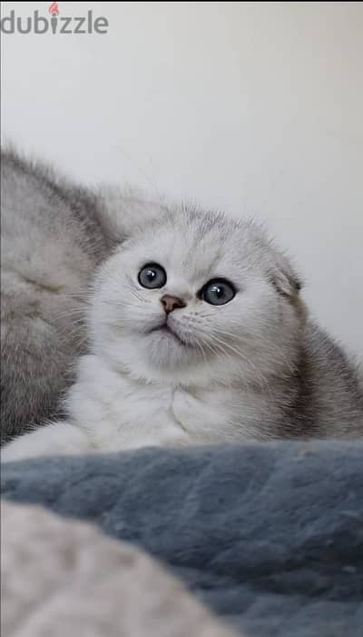 Scottish fold kittens