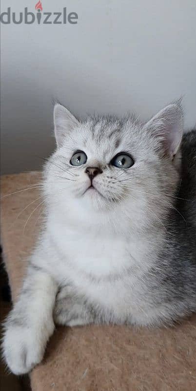 Scottish fold kittens 1