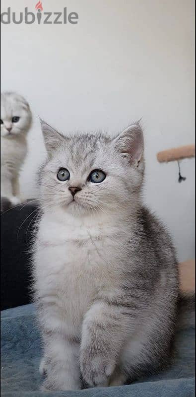 Scottish fold kittens 2