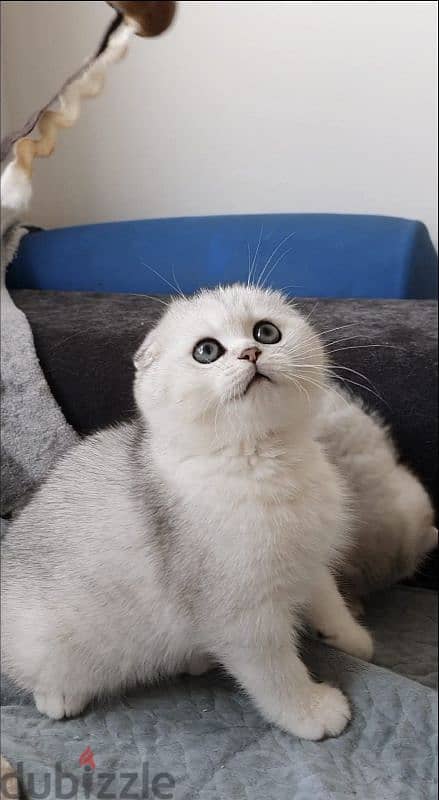 Scottish fold kittens 6