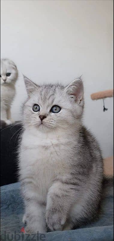 Scottish fold kittens 7