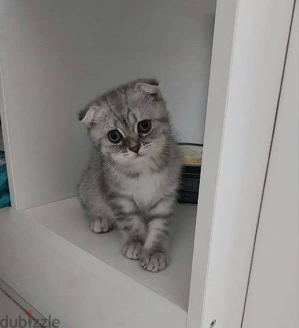 Scottish fold kittens 10